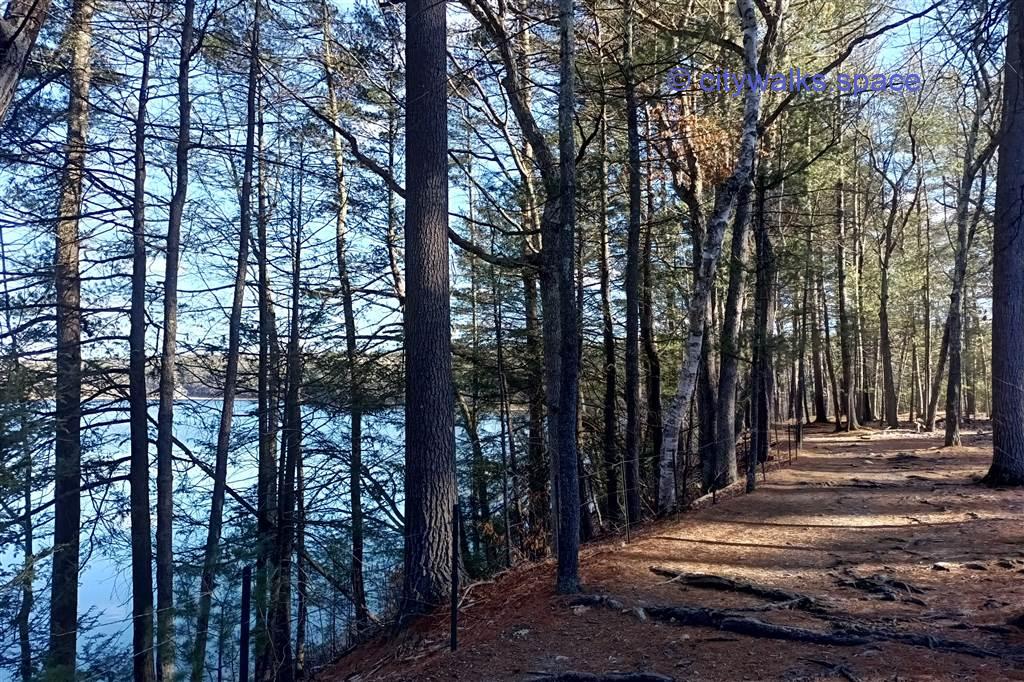 View of the trails at Walden Pond